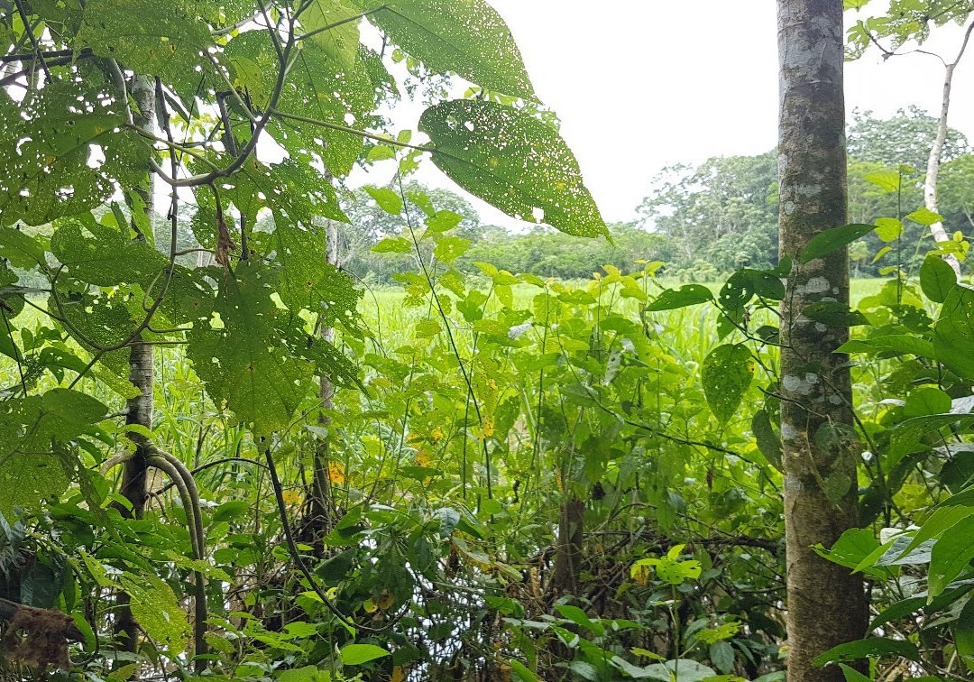 Kawsay Amazon Jungle Tours & Adventures-Indiana必去景点