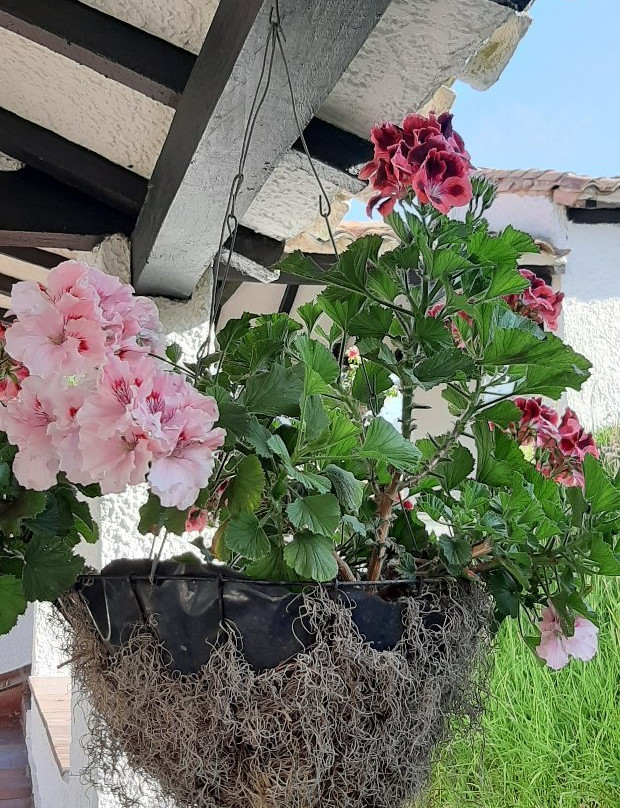 D'Acosta Hotel Sochagota主图