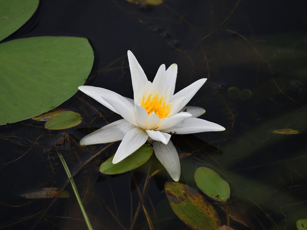 Lake of Water Lilies