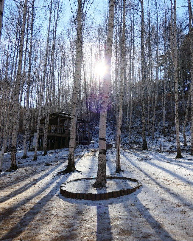 Wondaeri Birch Forest-麟蹄郡必去景点