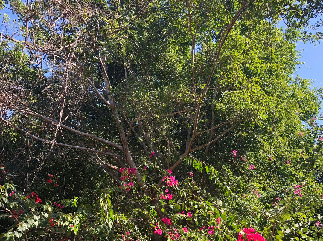Ciclopista de Ixtapa景点图片