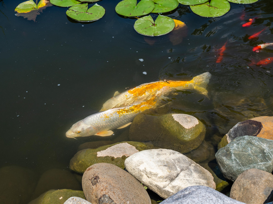 Lazy Cloud Inn主图