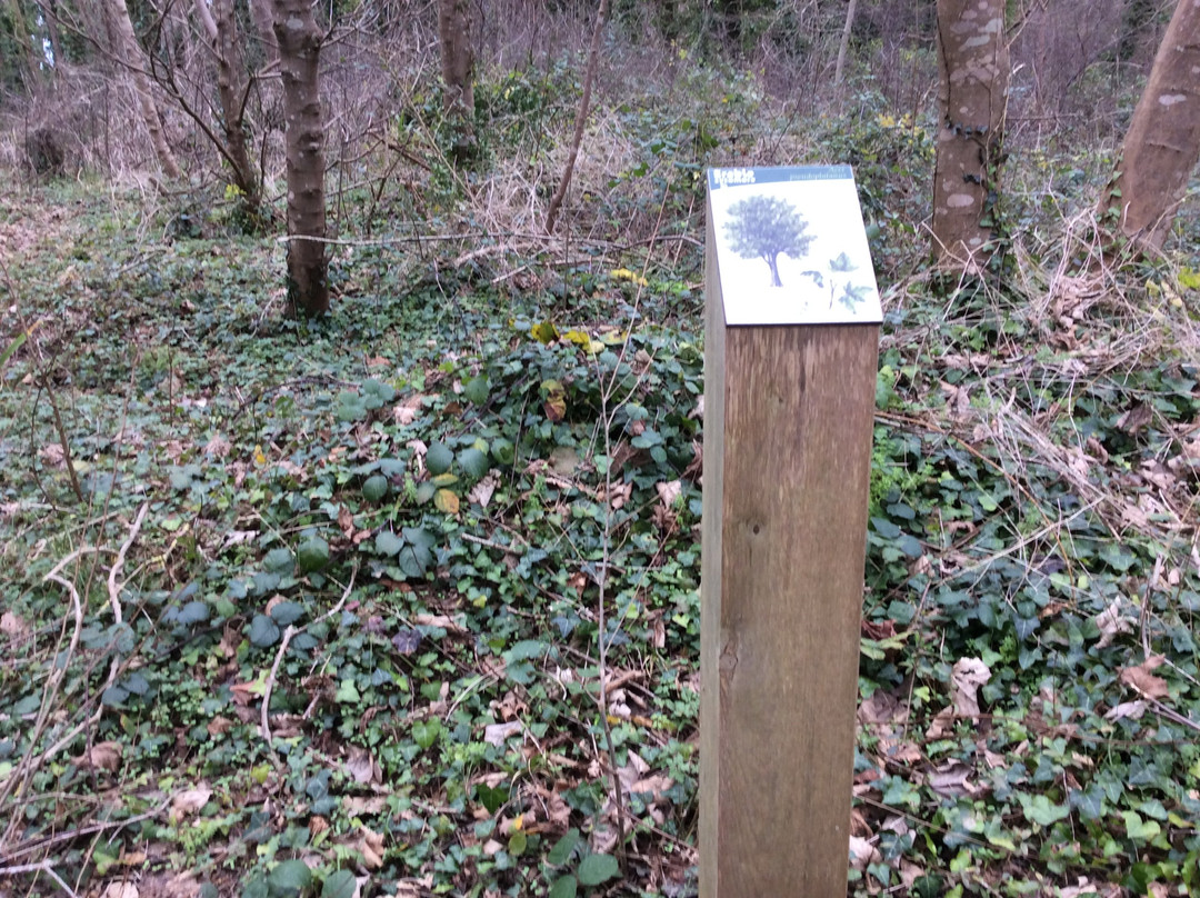 Foret domaniale de Santec景点图片