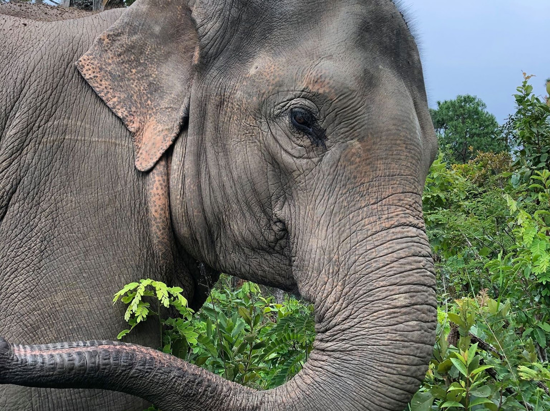 Traditional Karen Elephant Village-Mae Win必去景点