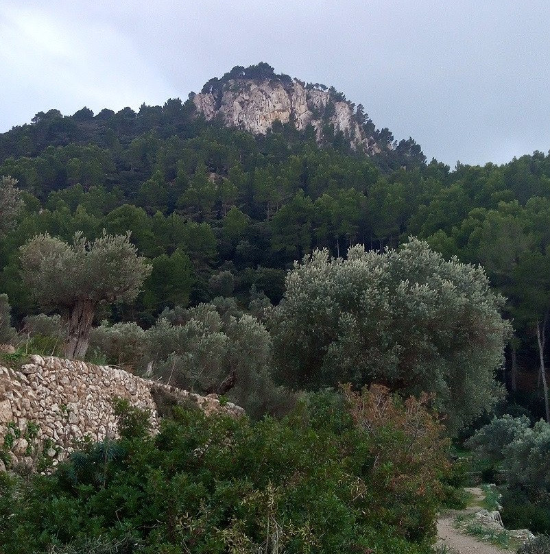 Camino de Mallorca GR221景点图片