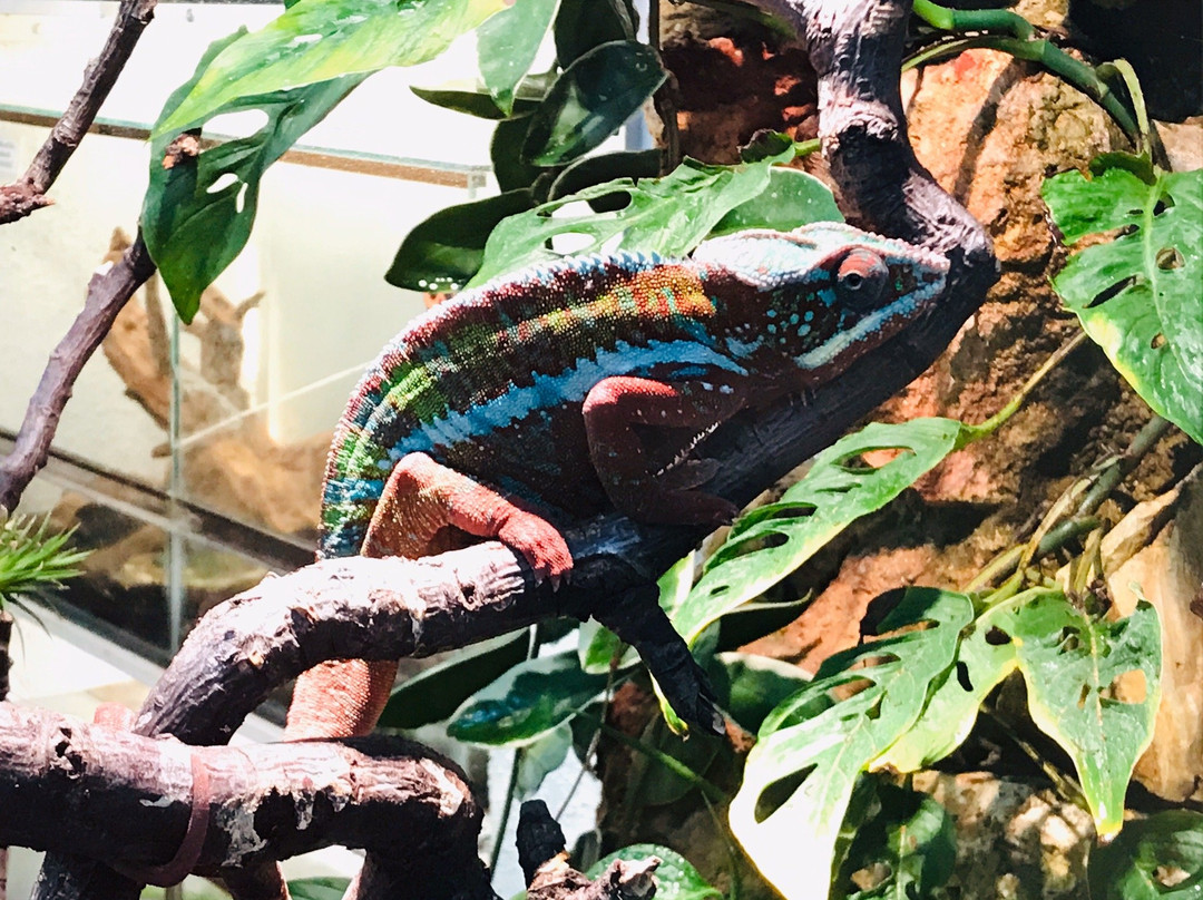 Malmo Reptile Center-马尔默必去景点