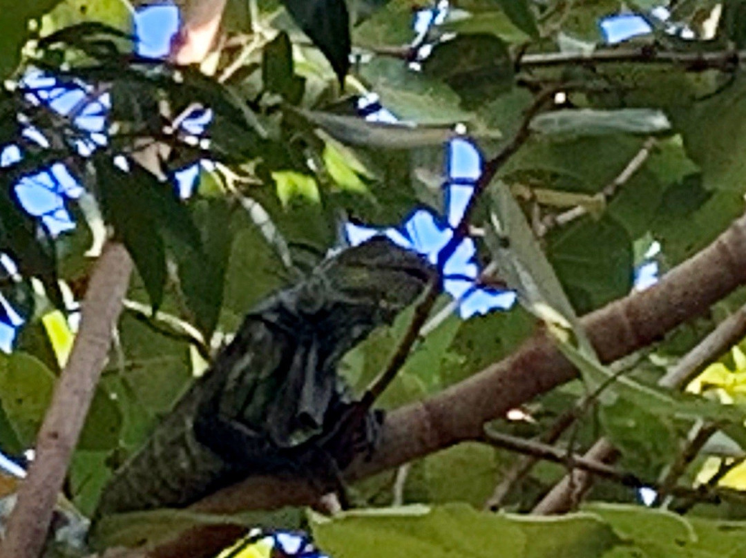 South Inlet Park Beach-博卡拉顿必去景点