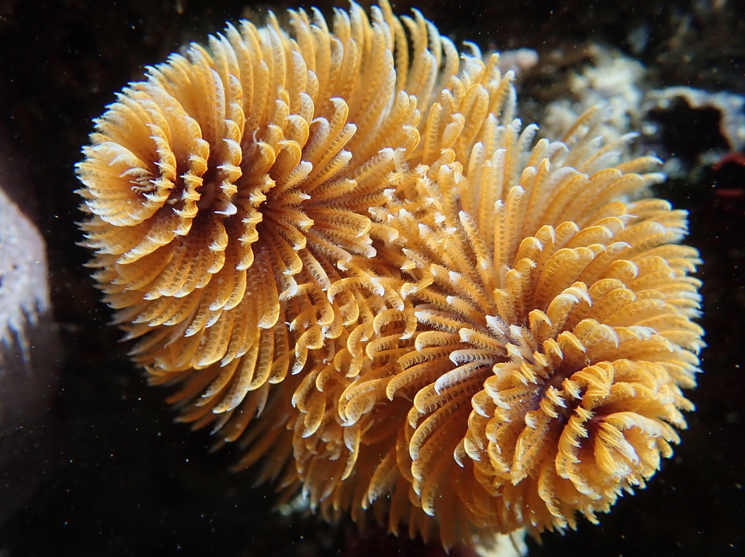 Yvette Oosthuizen - Wild Blue Adventures Cape Town-西门镇必去景点