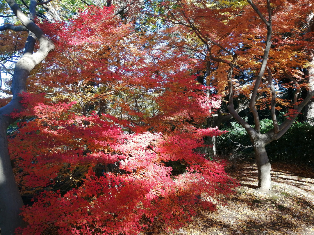 Shimizu Park-野田市必去景点