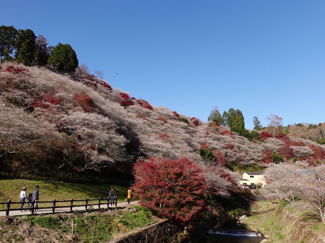 Semmi Shikizakura no Sato-丰田市必去景点