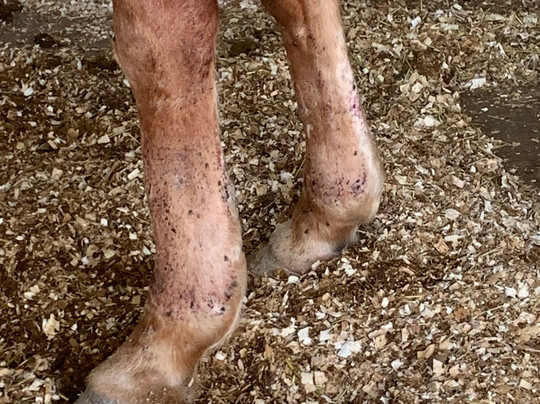 Rider's Resort主图