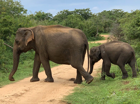Ravana Taxi & Tours Ella-埃勒必去景点