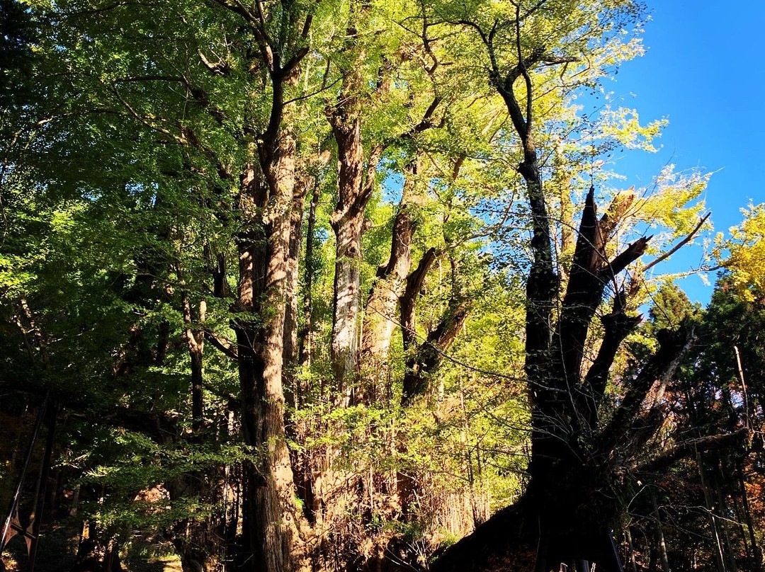 The Ginkgo Tree at Bodaiji Temple-奈义町必去景点