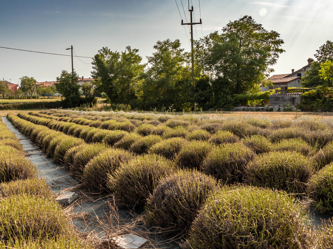 Zeliscna Kmetija Rogelja-Kostanjevica na Krasu必去景点