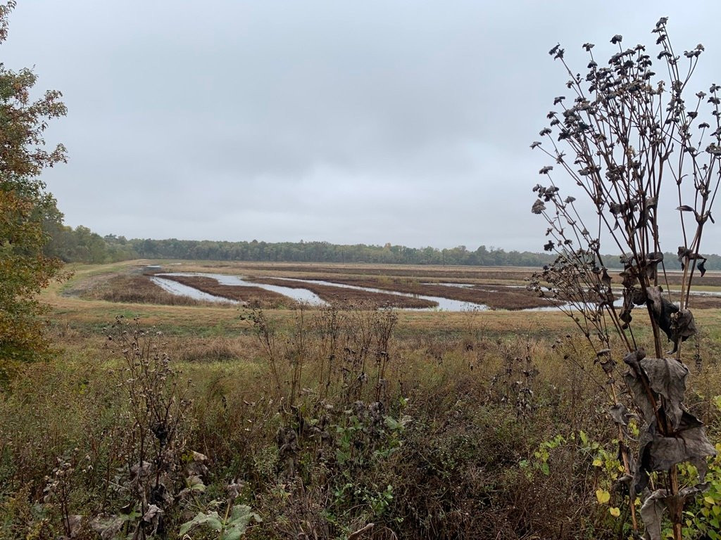 Bellrose Waterfowl Reserve景点图片