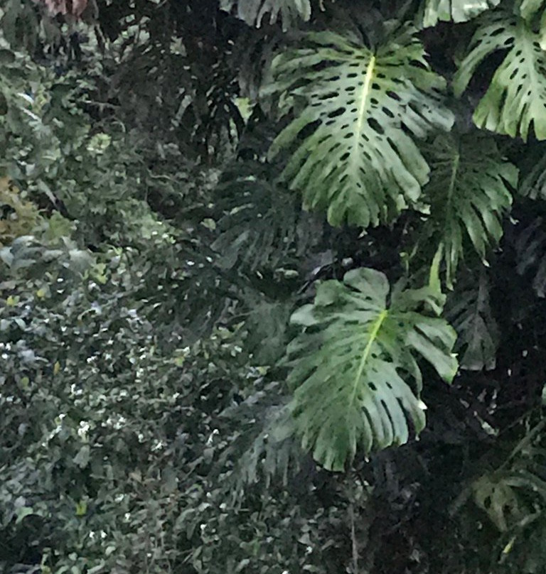 Birds of Paradise B&B主图