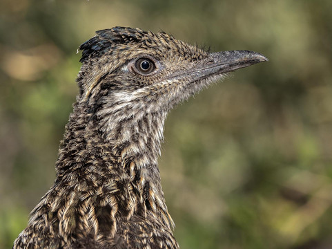Big Bend Birding & Photo Tours-Terlingua必去景点