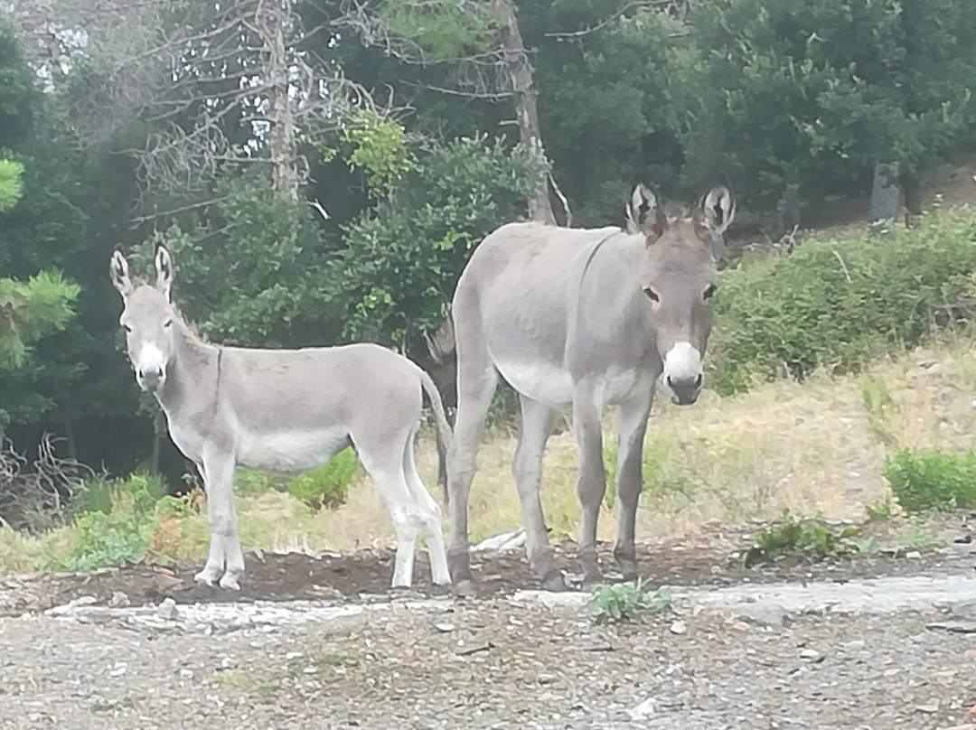 Sylva Mala Home主图