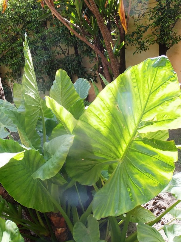 Jardines de los Reales Alcazares-塞维利亚必去景点