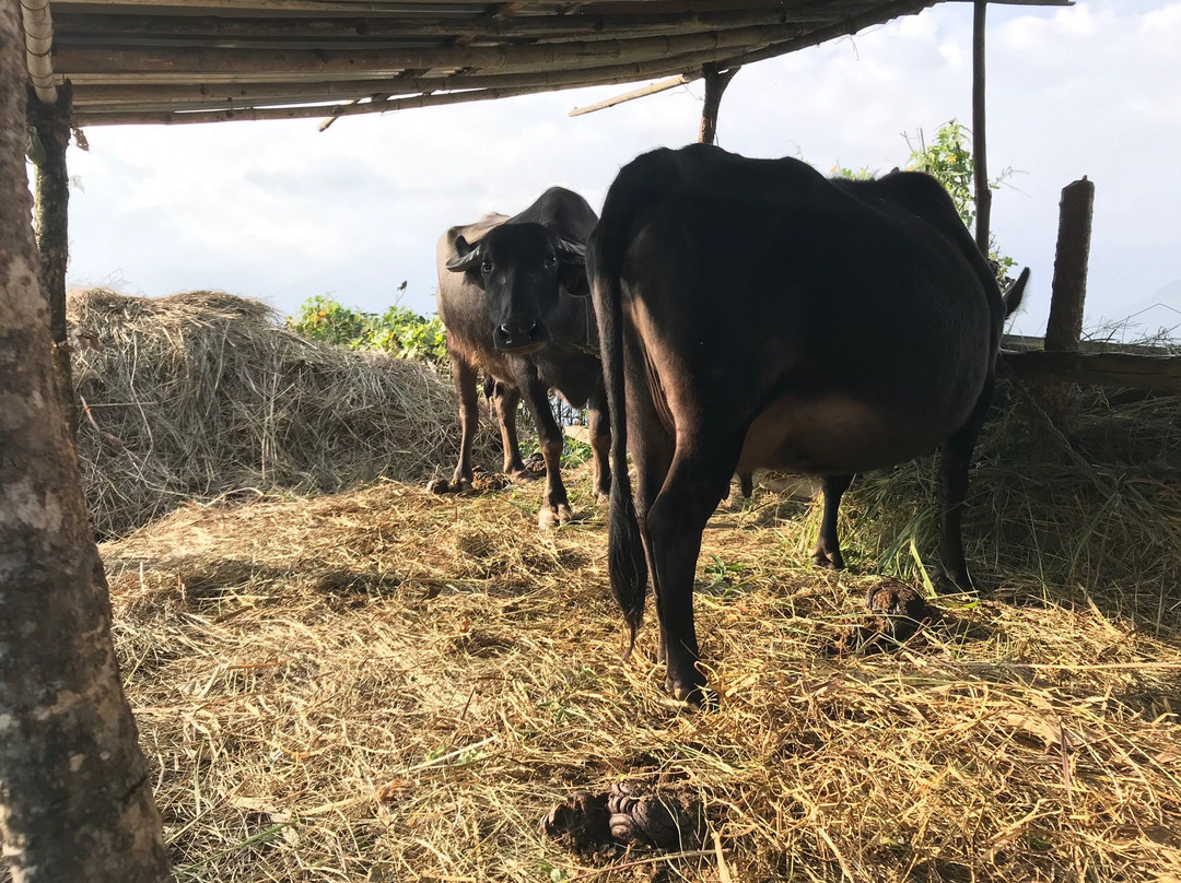 Astam Village Lodge主图