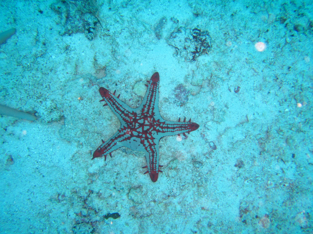 Dive Seychelles Underwater Centre景点图片