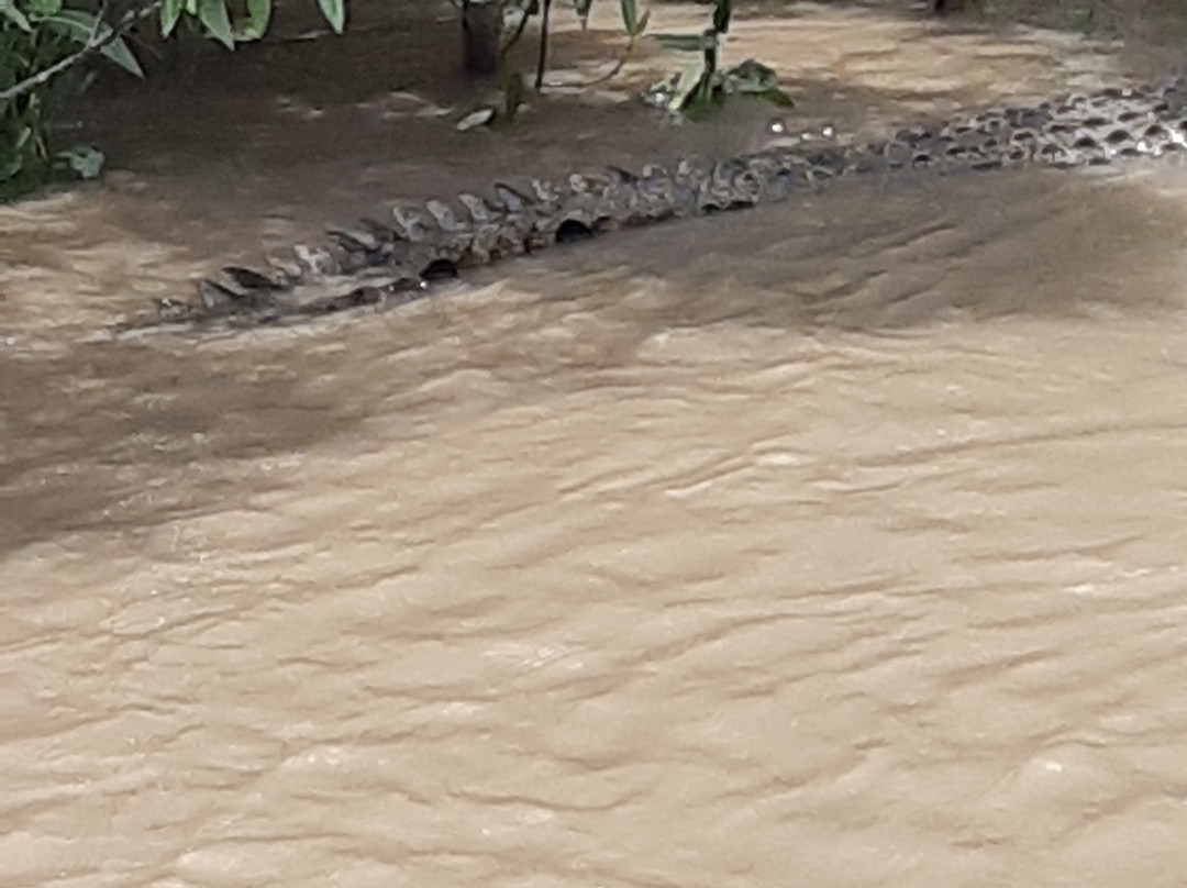 Whitsunday Crocodile Safari-艾尔利滩必去景点
