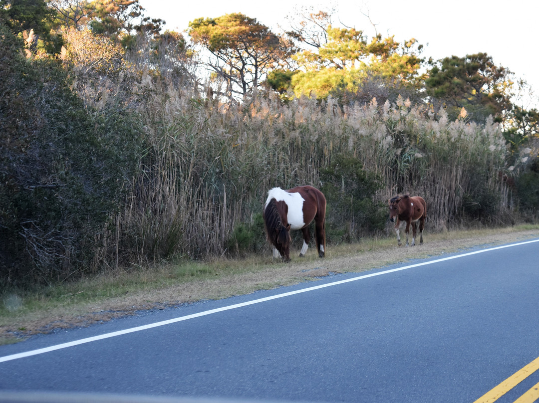 Assateague Island NS-VA Unit景点图片