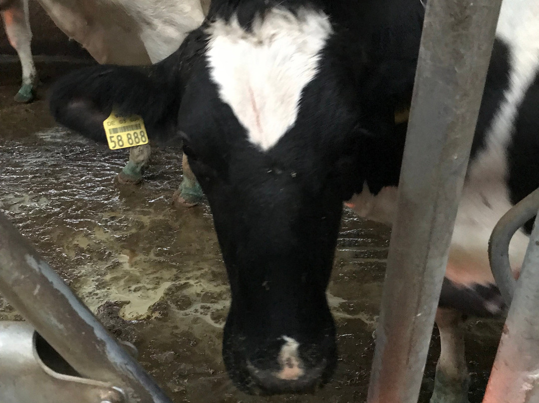Academy of Dairy Science景点图片