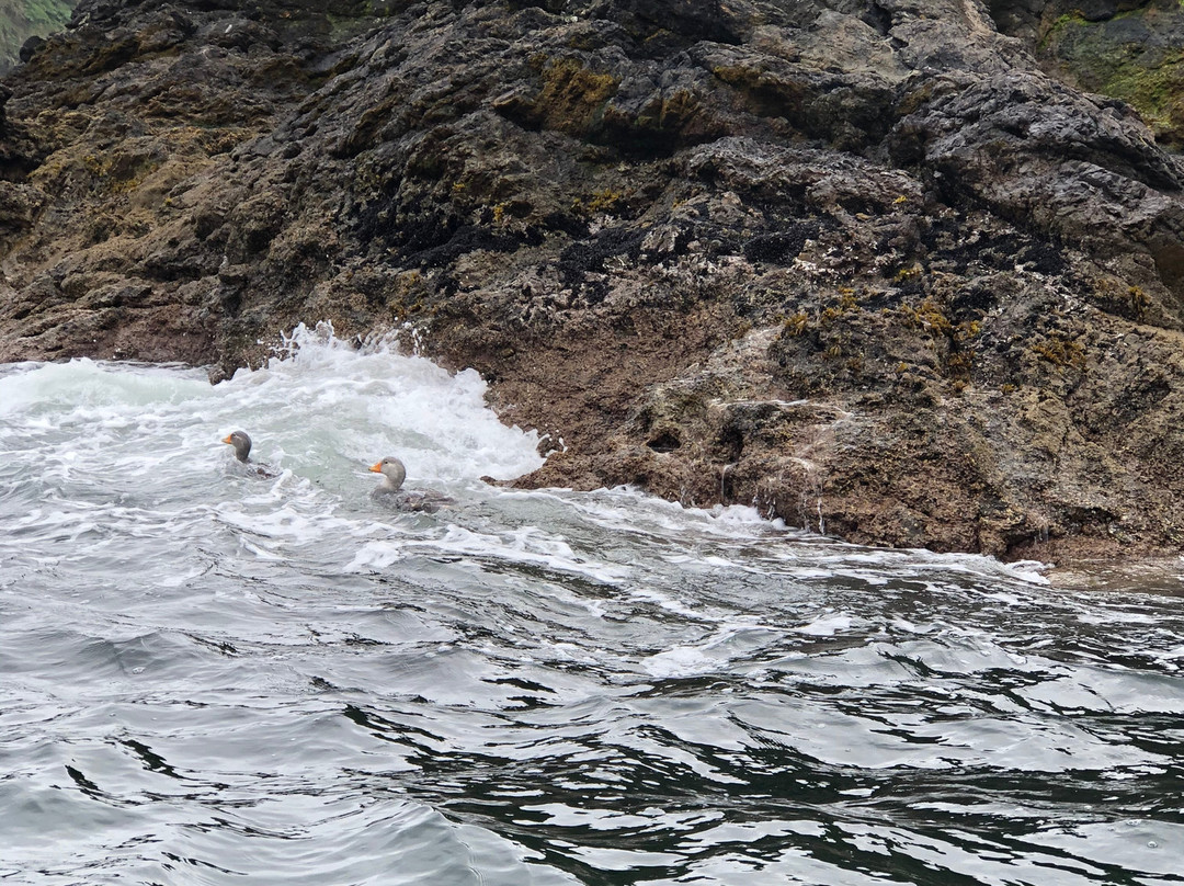 Chiloe Island Penguin Colony景点图片