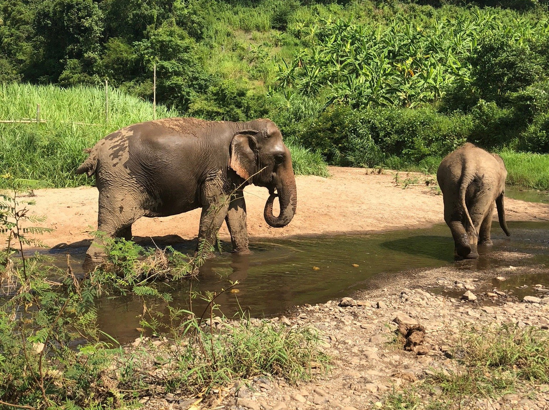 Karen Hilltribe Elephant Sanctuary景点图片
