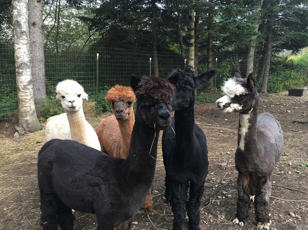 Cape Newagen Alpaca Farm景点图片