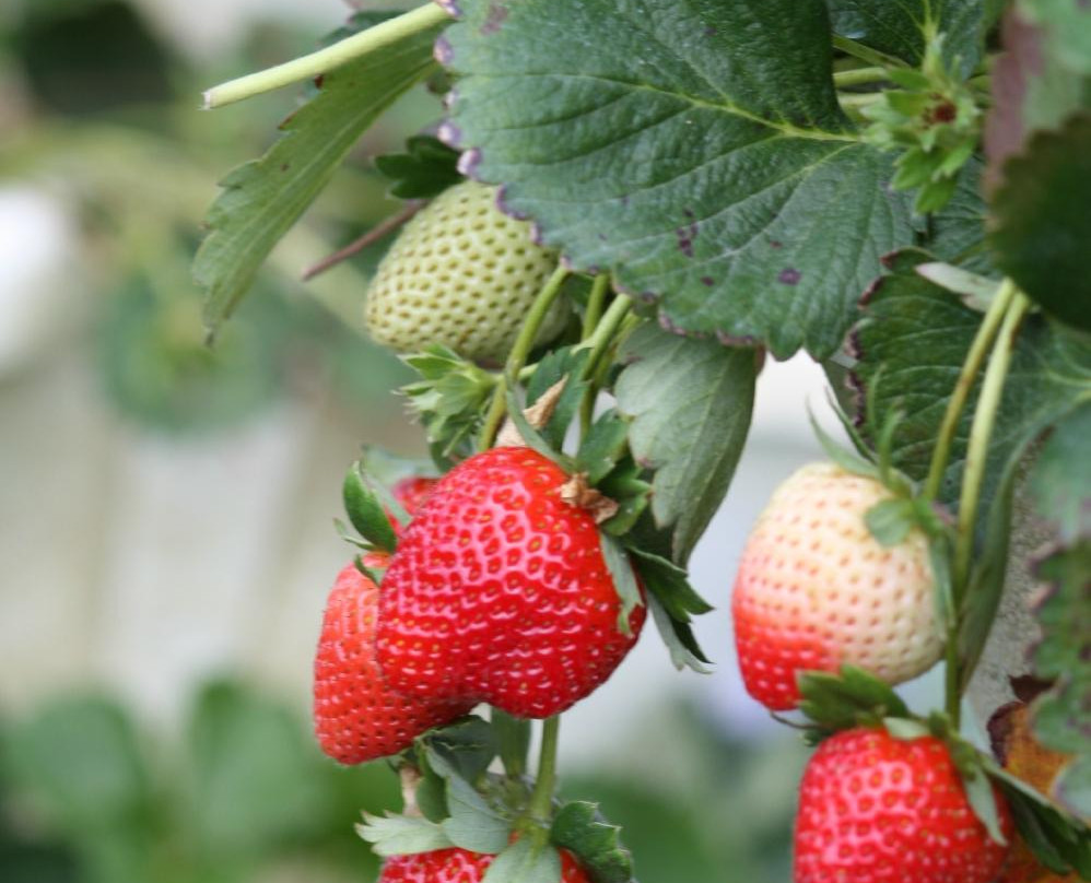 The Girls Strawberry U-pick