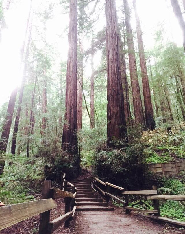Tom's Muir Woods Walking Tours景点图片
