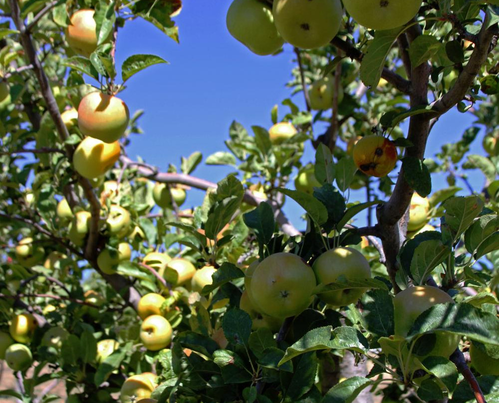 Apple Starr Orchard景点图片