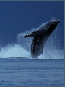 Whale Song Cruises景点图片