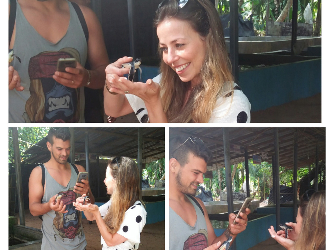 Kosgoda Sea Turtle Conservation Project景点图片