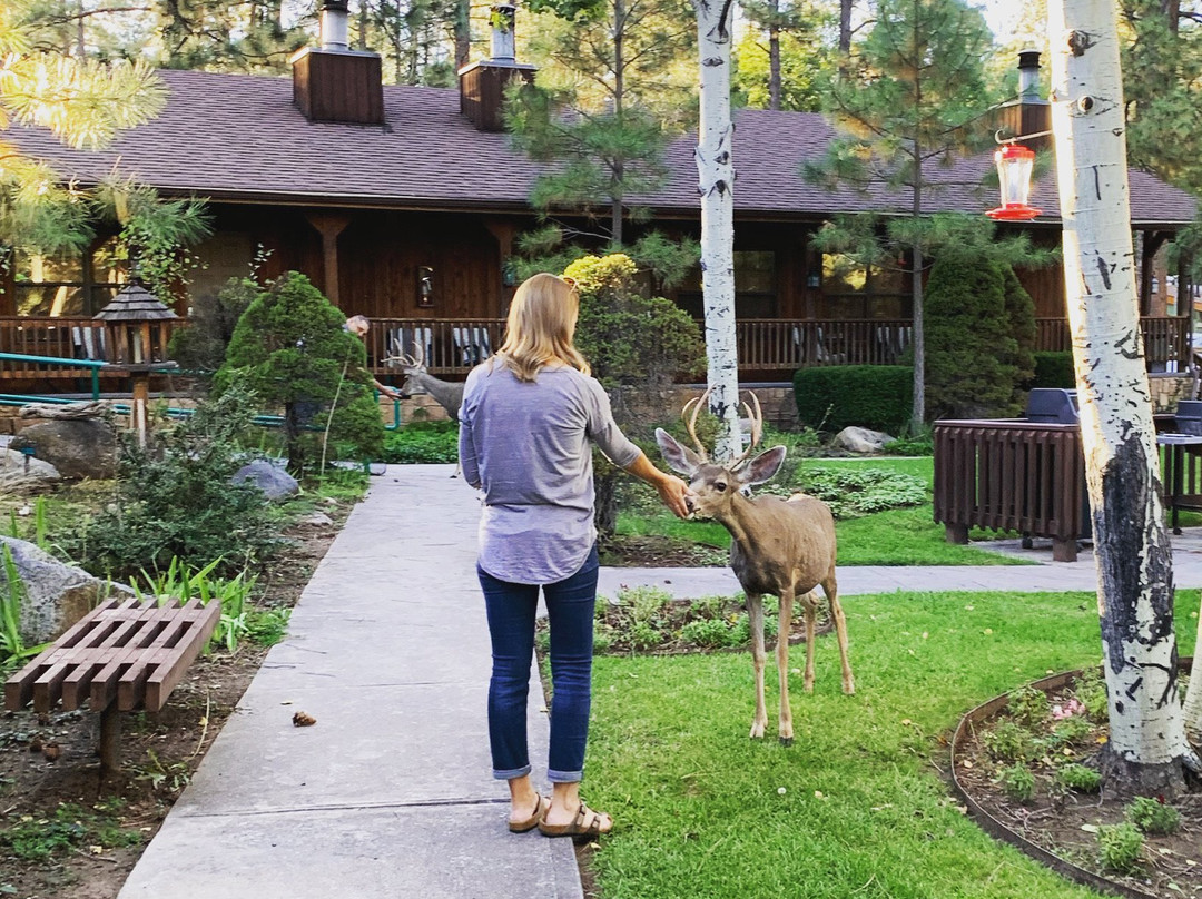 Shadow Mountain Lodge and Cabins主图