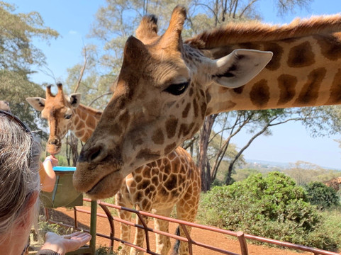 Safarilinks Africa-内罗毕必去景点