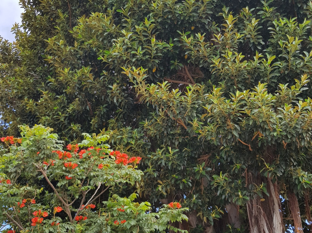 Parque Andres de Lorenzo Caceres景点图片