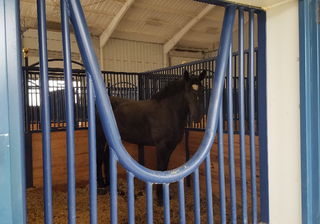 Express Clydesdales-育空必去景点