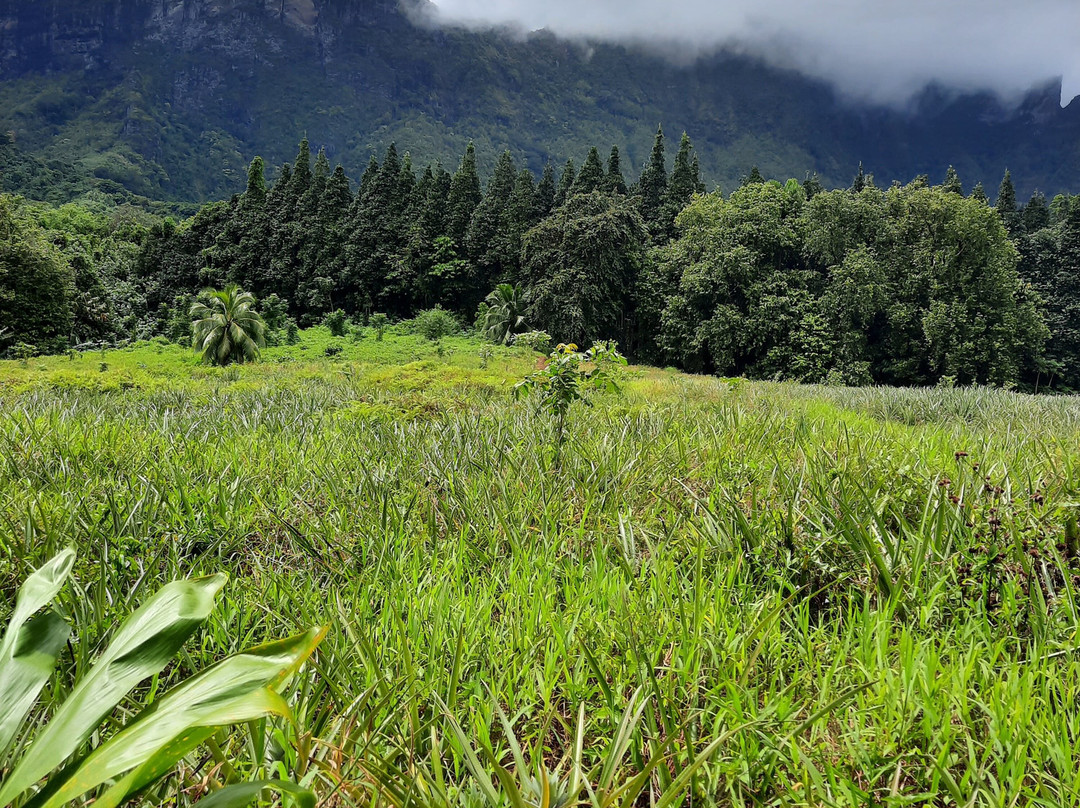 Vallée D'opuhonu (pineapple Fields)-帕佩托艾必去景点