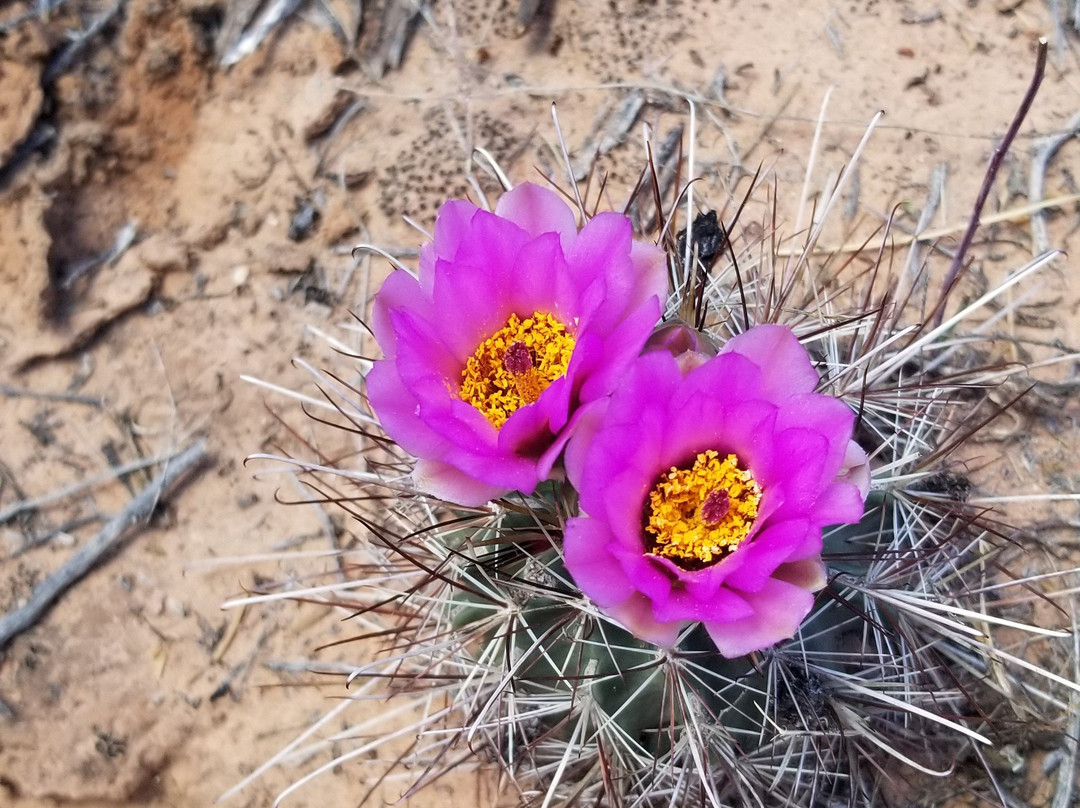 Whale Rock-峡谷地国家公园必去景点