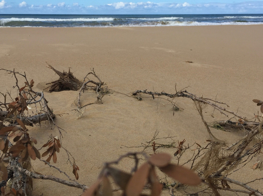 Reeeves Beach-Woodside必去景点