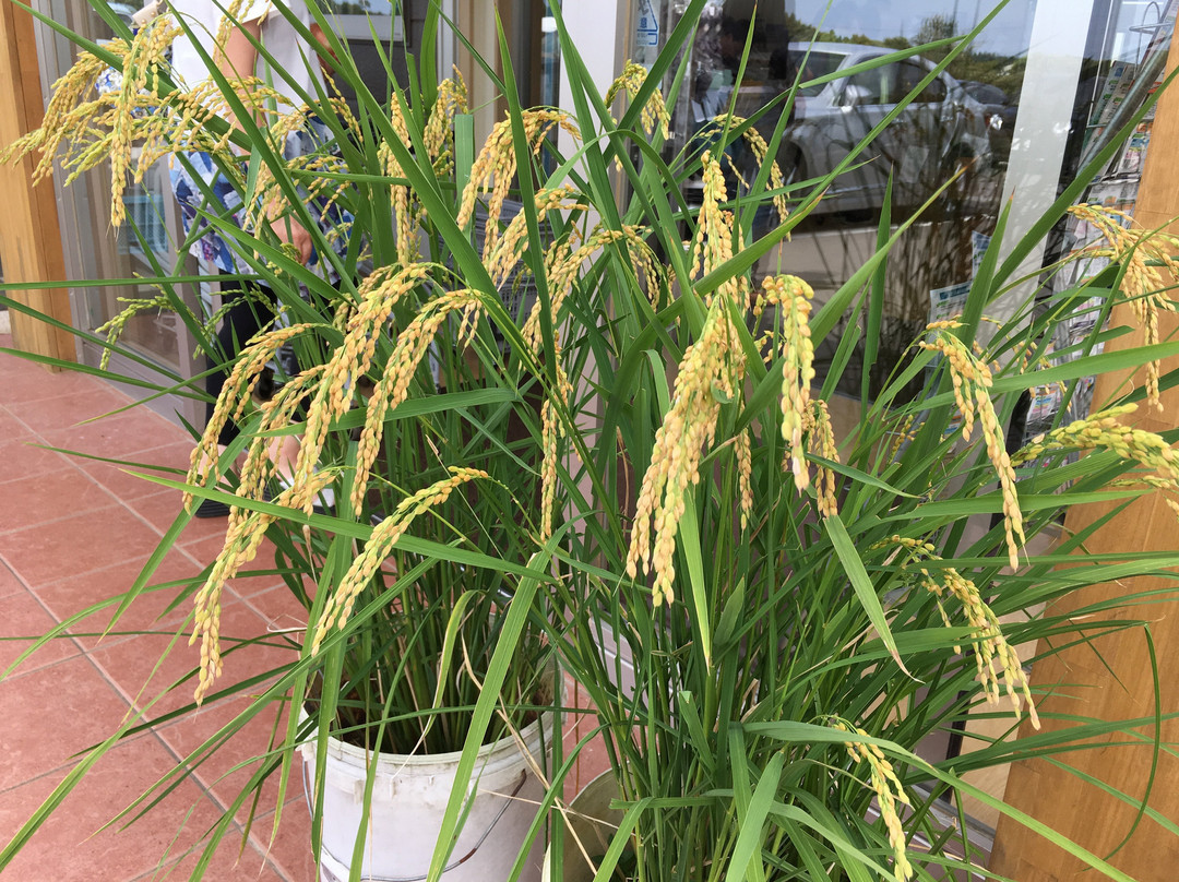 Okinakabu Chokubaijo Honten-阿见町必去景点