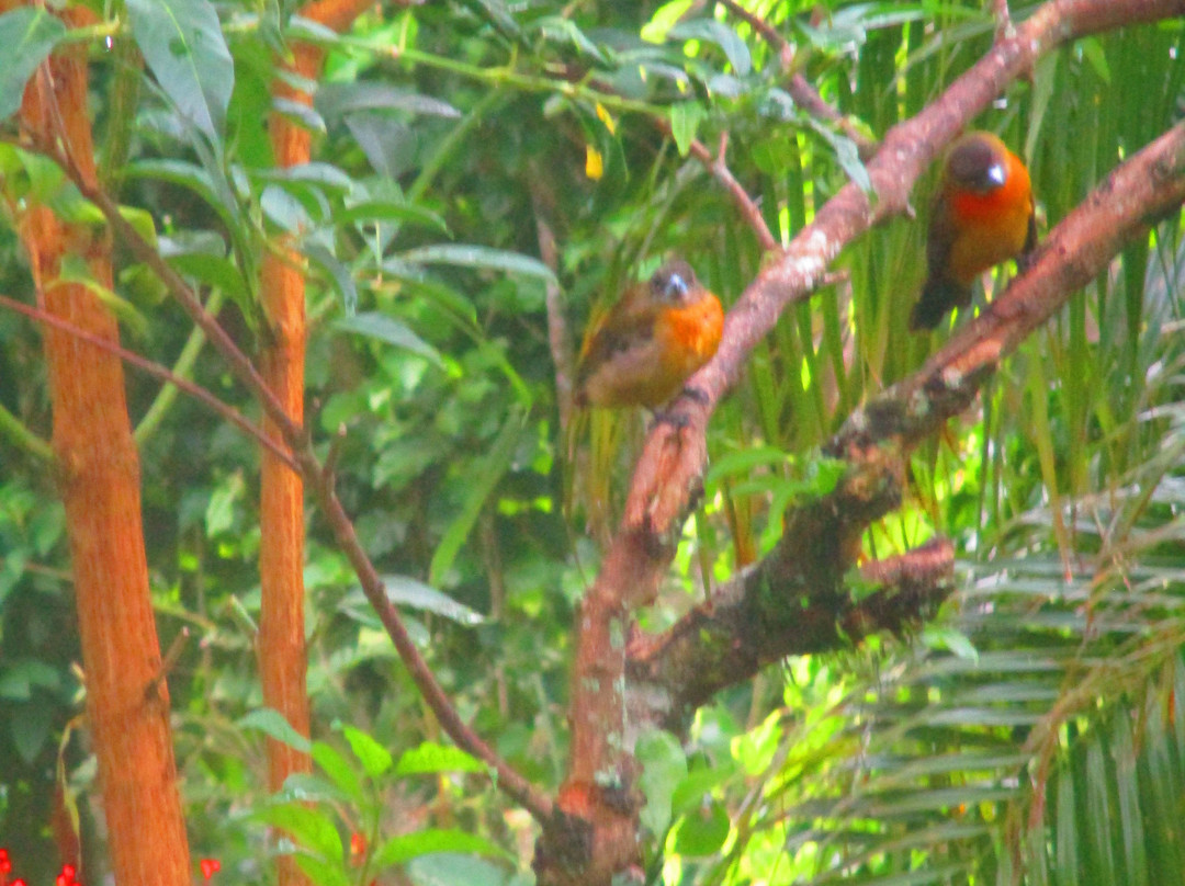 Boquete Garden Inn主图