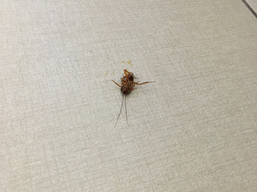 Days Inn by Wyndham Roswell主图