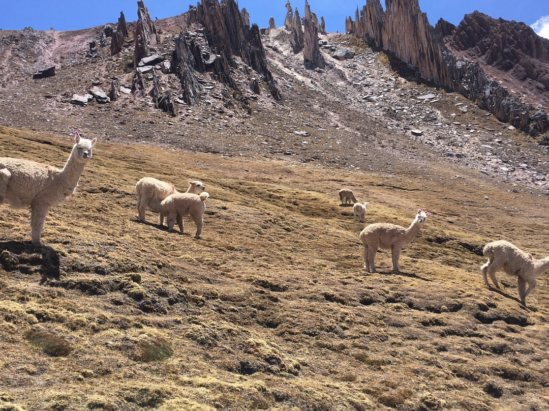 Inca Highlands景点图片