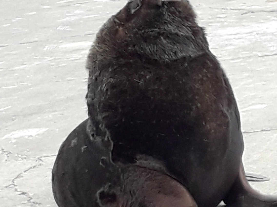 Reserva de Lobos Marinos-马德普拉塔必去景点