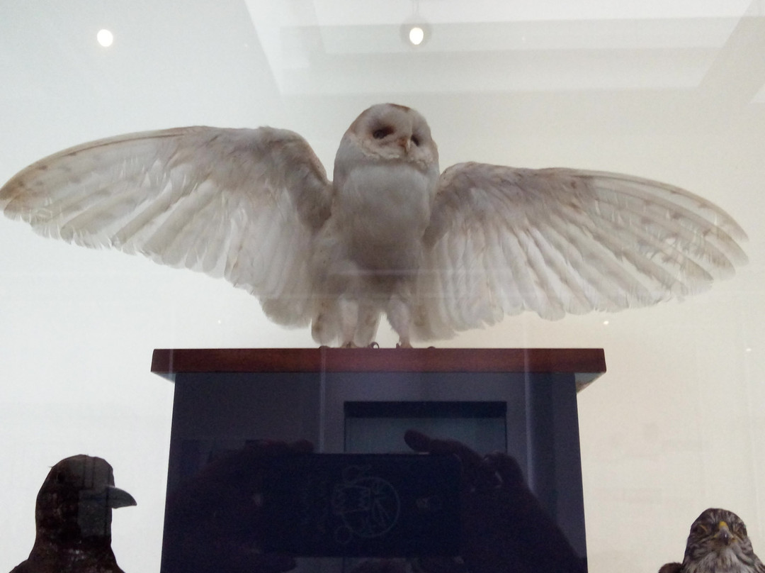 The Falconer Museum-福里斯必去景点