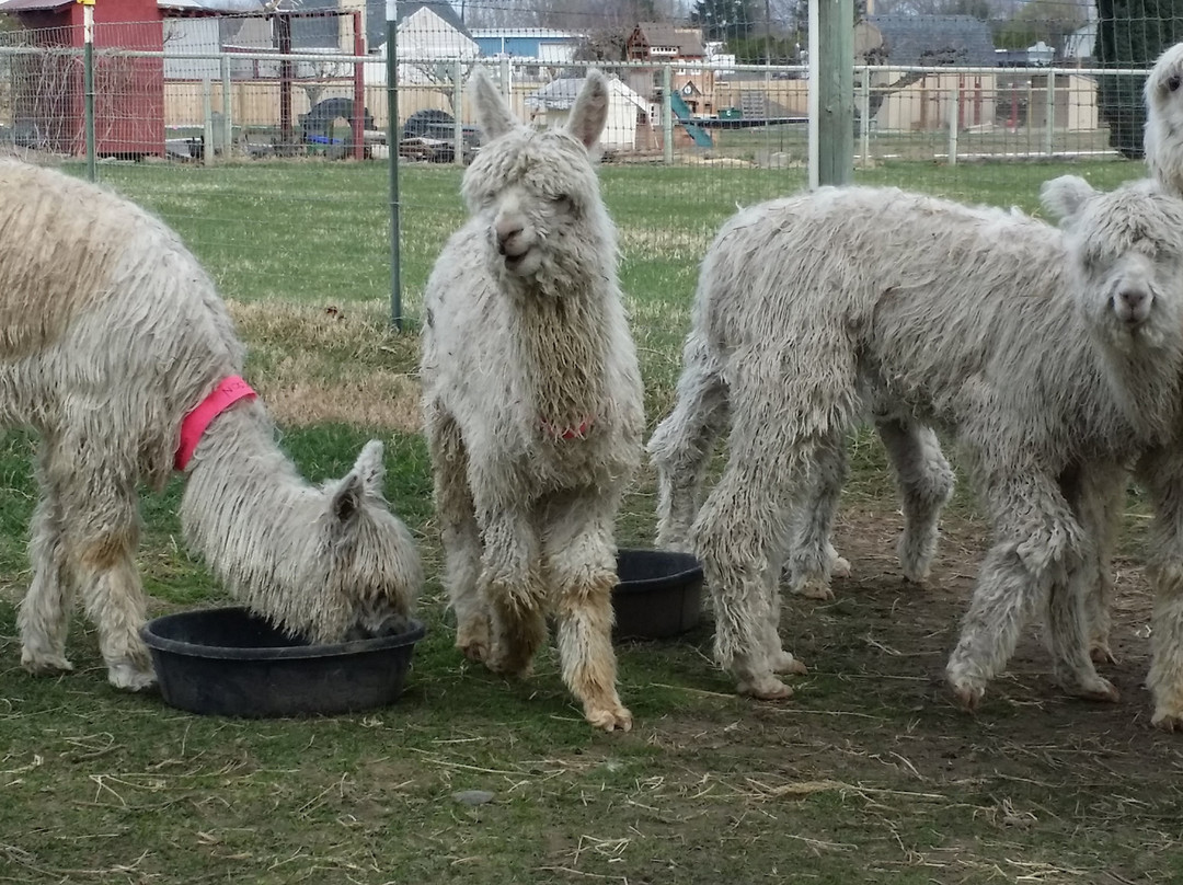 Sandollar Farms Alpacas & Pyrs景点图片